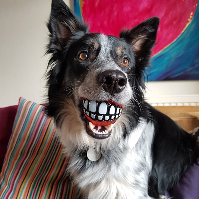 собака держит мяч в зубах