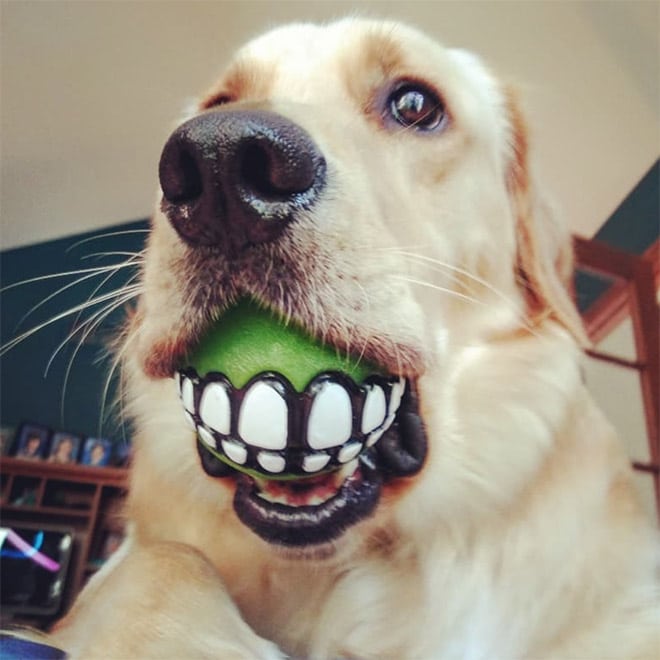 пес с мячом во рту