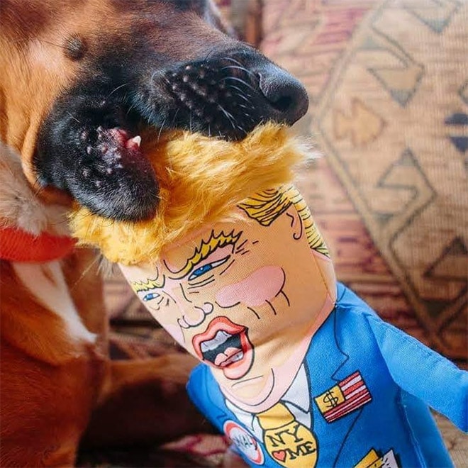 собака с куклой трампа