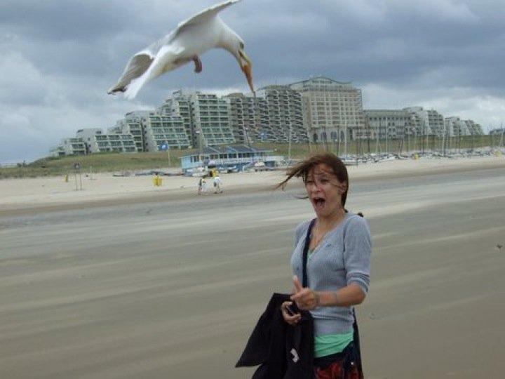 чайка на пляже
