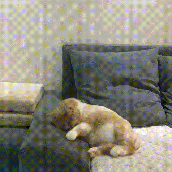 кот бежит во сне