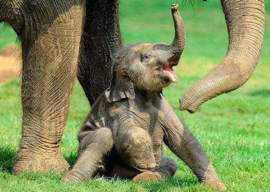 слоненок и слониха