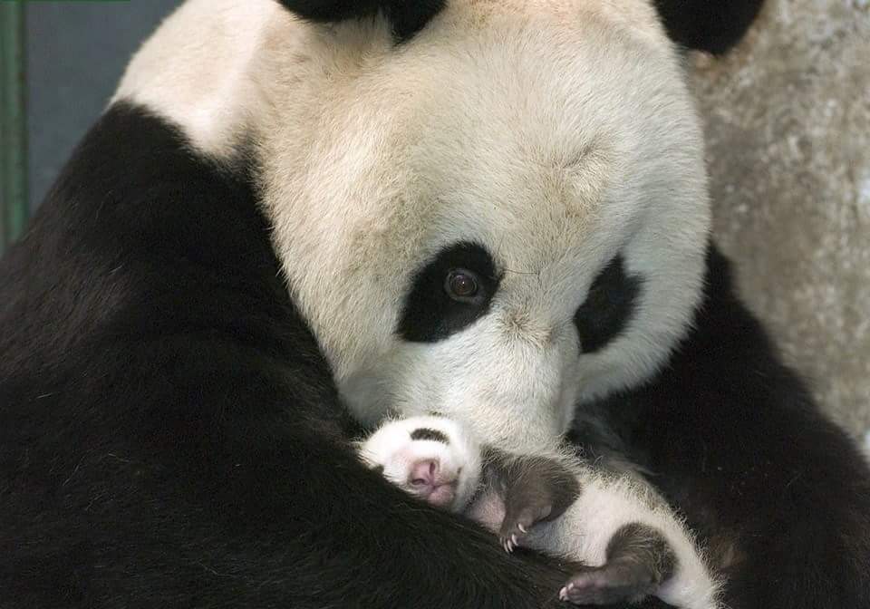 мама-панда с детенышем на руках