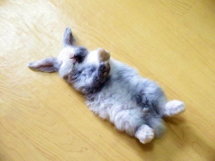 кролик спит на полу