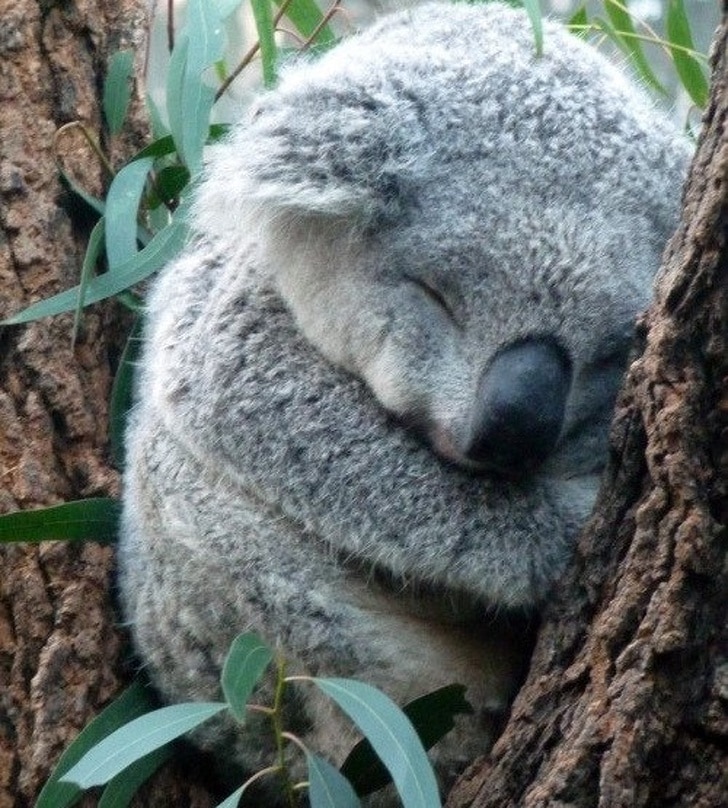 коала спит на дереве