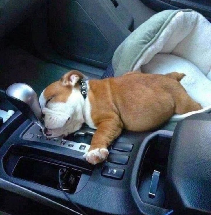 щенок спит на коробке передач