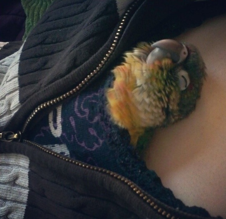 попугай спит за пазухой