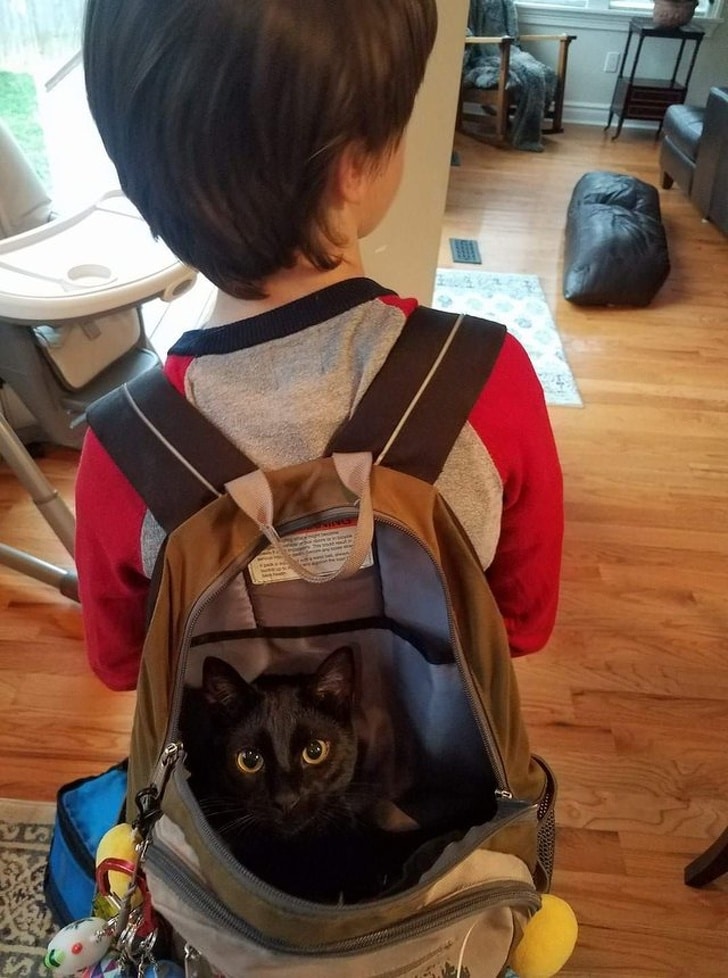 черный кот в рюкзаке на спине у мальчика