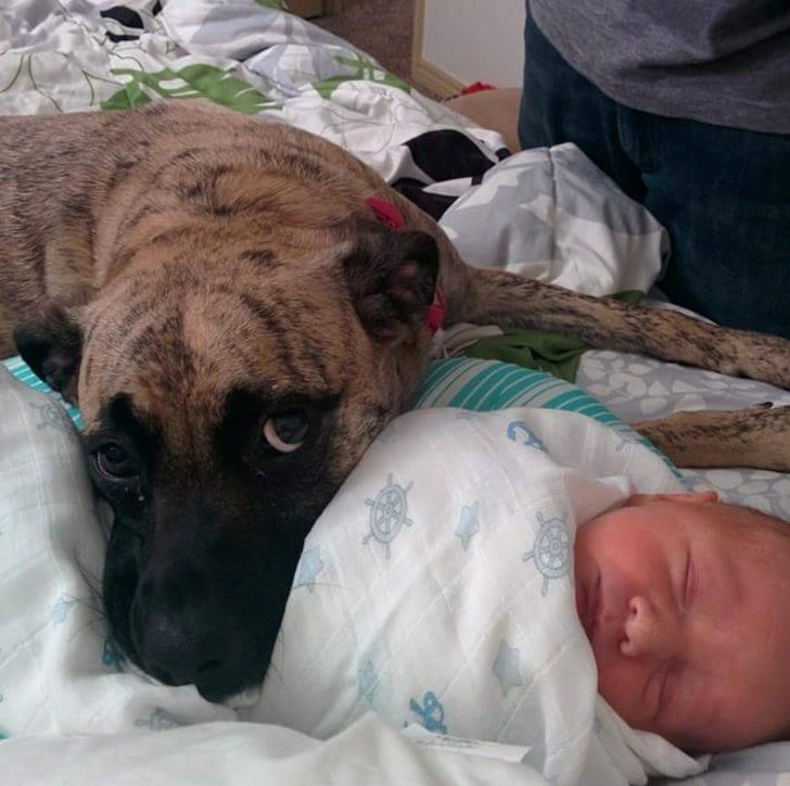 собака рядом со спящим ребенком