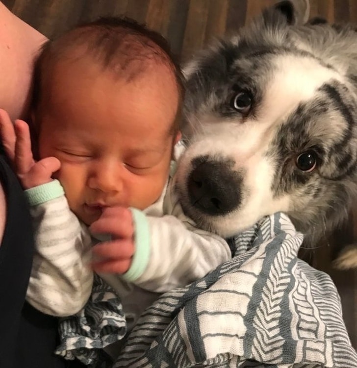 собака рядом с ребенком