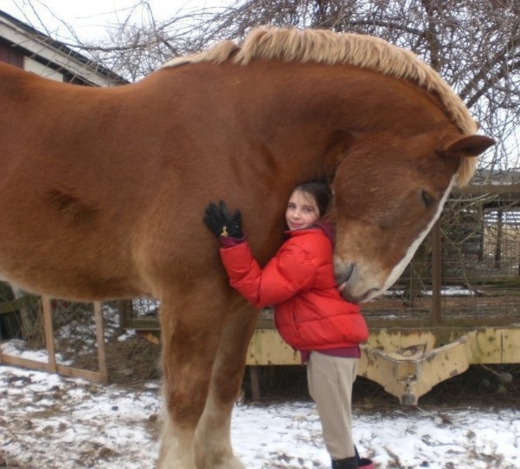девочка рядом с лошадью