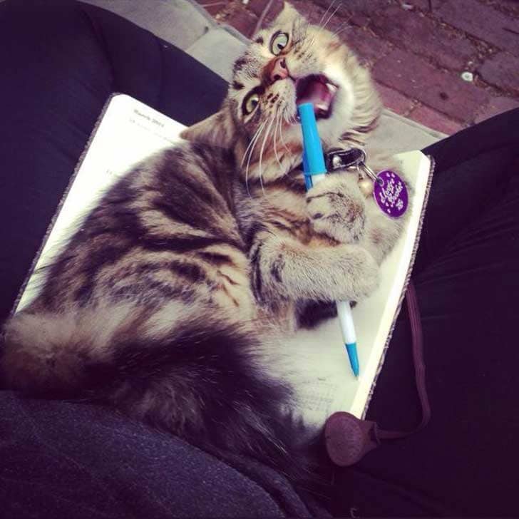 кот грызет ручку
