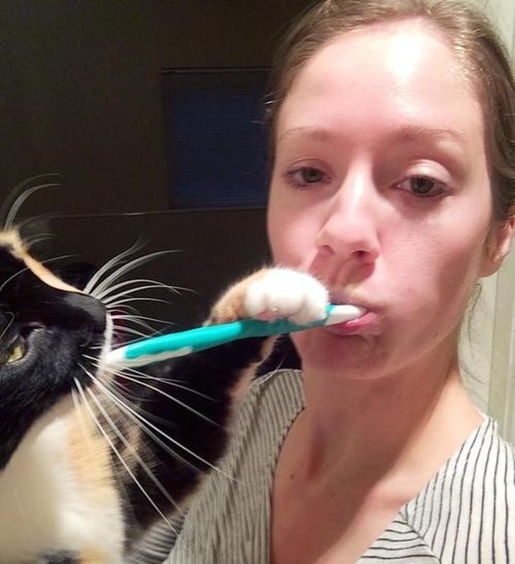 кот чистит зубы