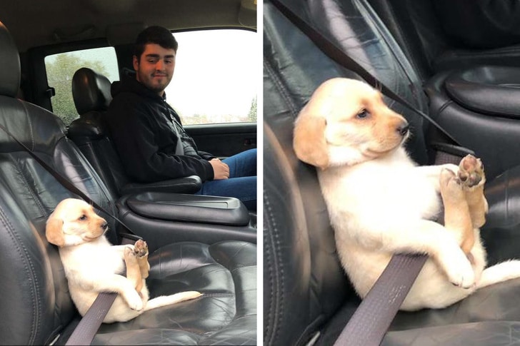 щенок в машине