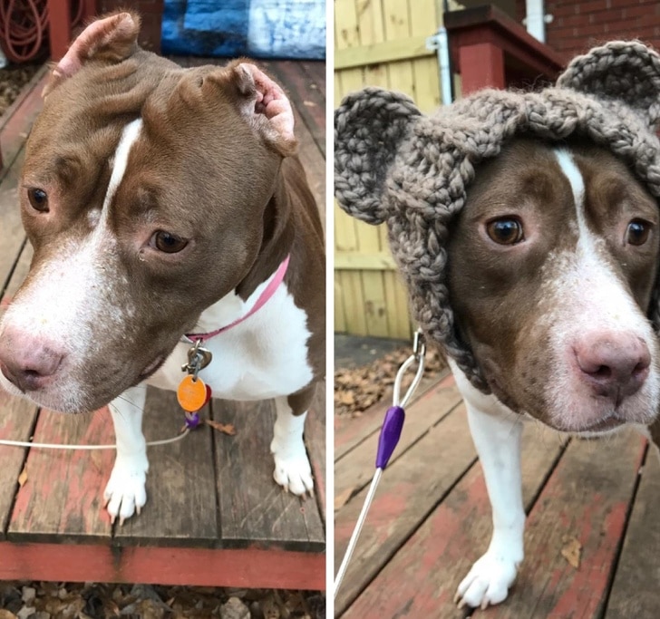 собака в вязаной шапке