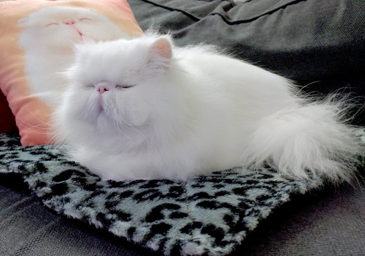 белый пушистый кот