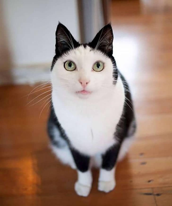 белый кот с черными ушами