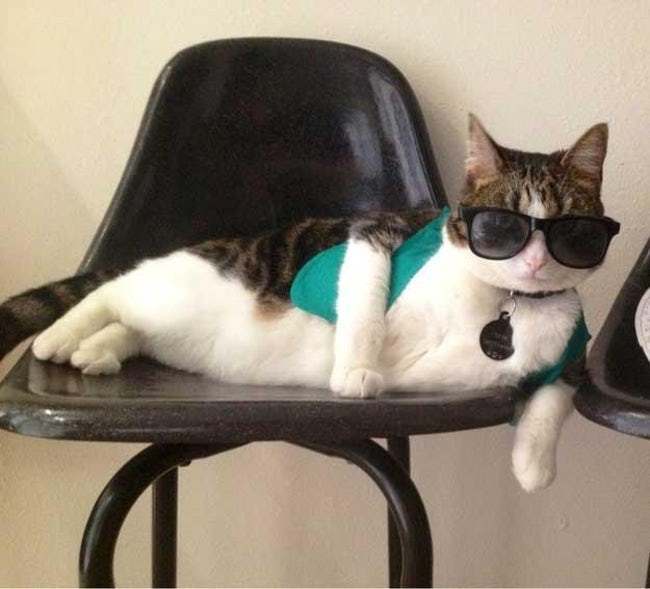 кот в очках на кресле