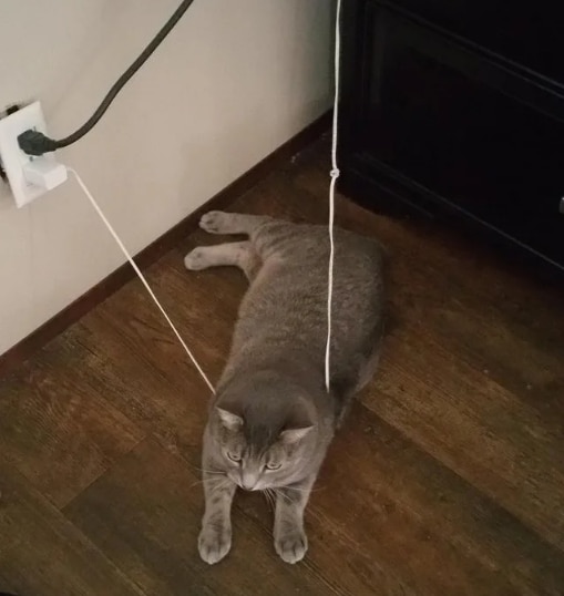 серый кот на полу