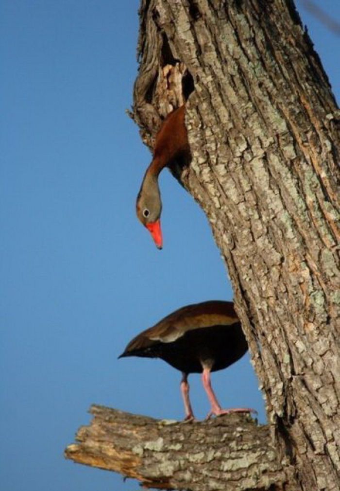 птицы на дереве