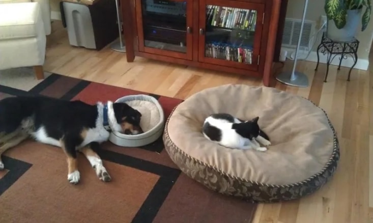 кот и собака на лежаках