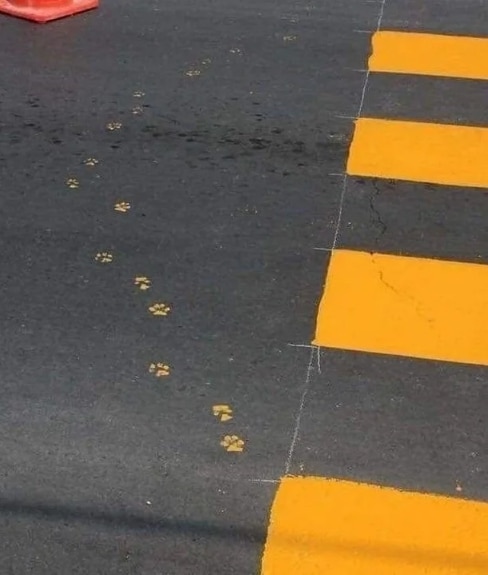 отпечатки кошачьих лап на дороге