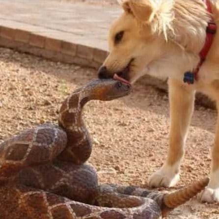 змея и собака