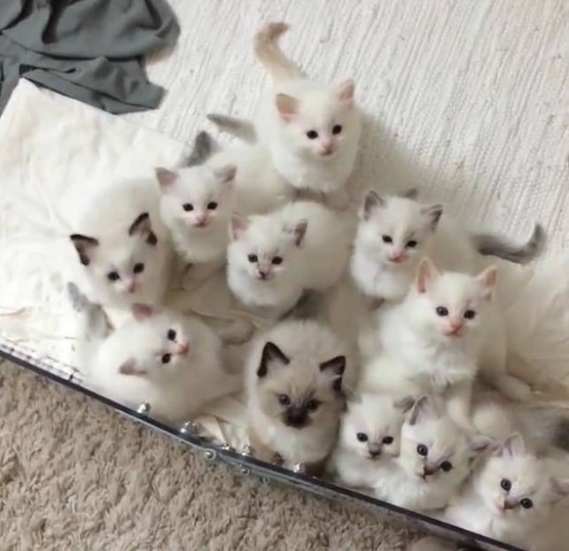 белые котята