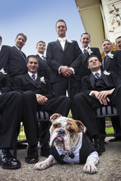 пес и мужская часть свадьбы