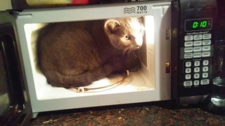 кошка сидит в микроволновке