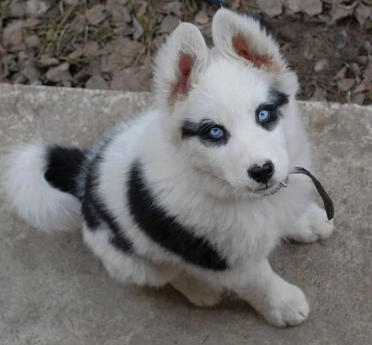 черно-белая собака