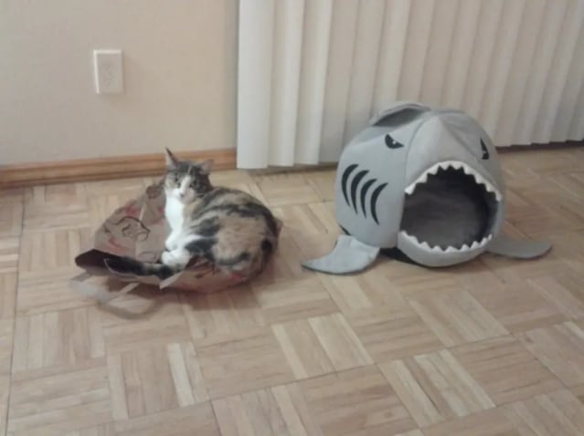 кошка и домик в виде акулы