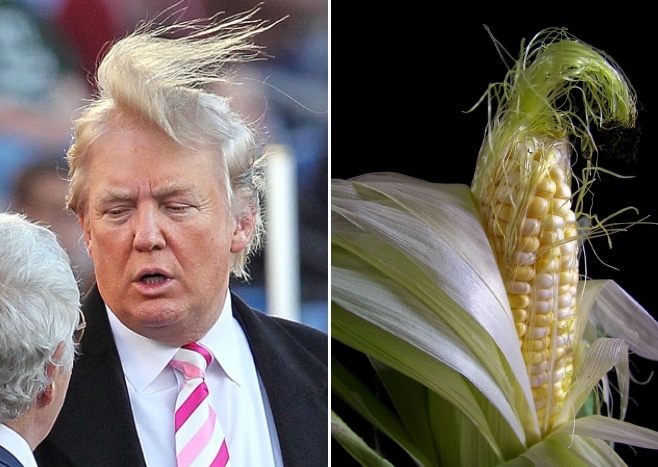дональд трамп и кукуруза