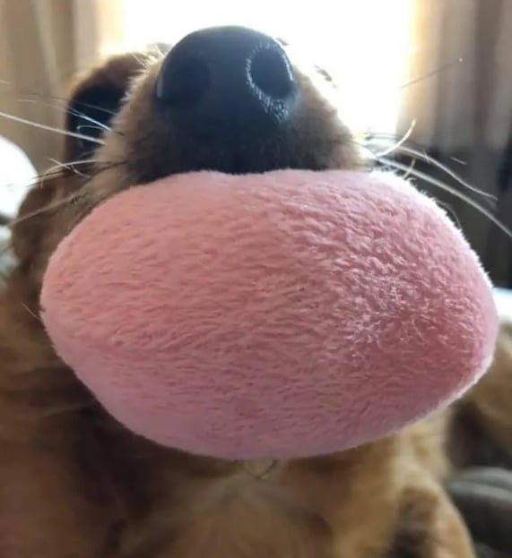 собака с игрушкой в зубах