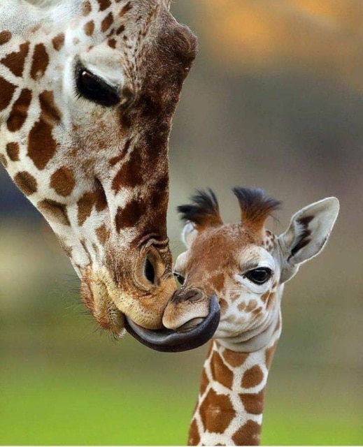 жираф со своим детенышем 
