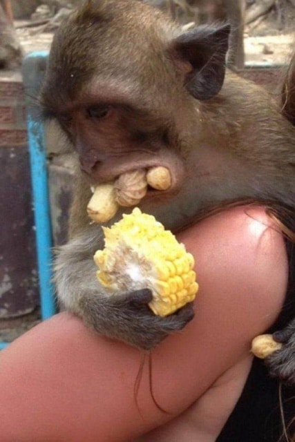 обезьяна с едой