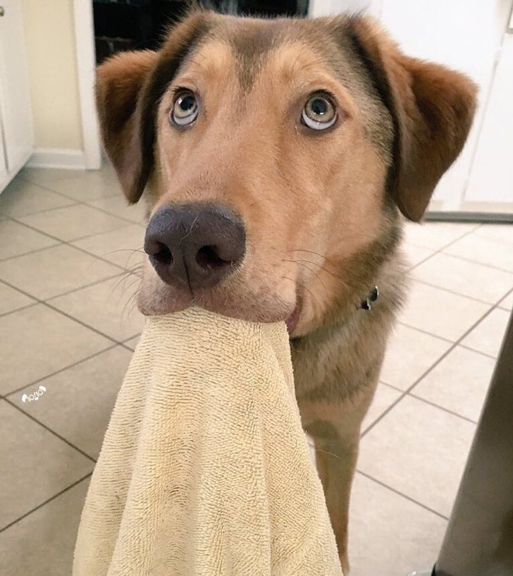 собака с полотенцем в зубах