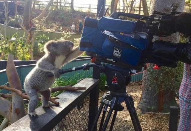 коала и камера
