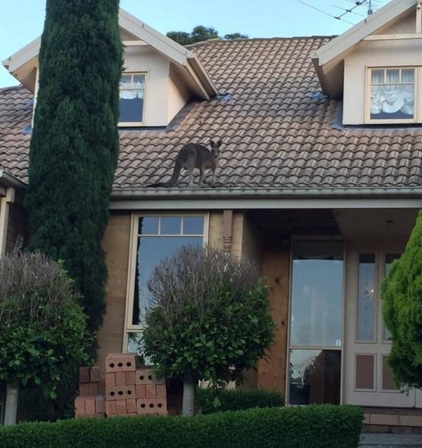 кенгуру на крыше