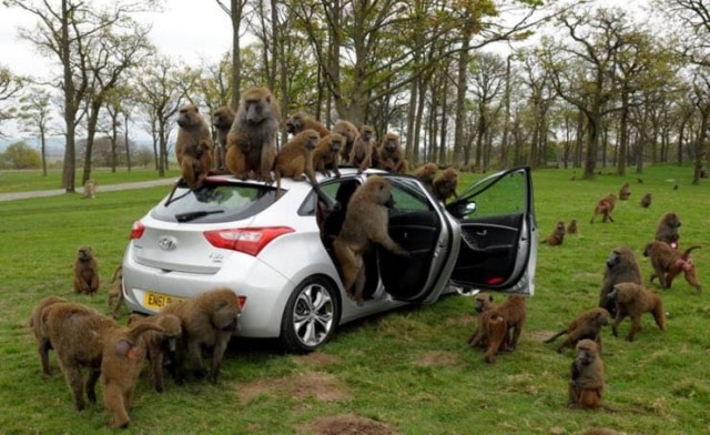 обезьяны сидят на машине