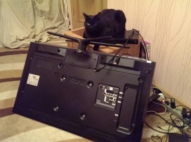 черный кот и перевернутый телевизор