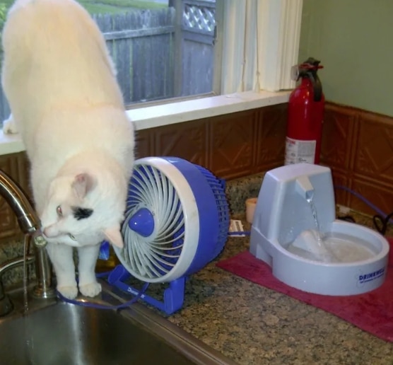 белый кот пьет воду из крана