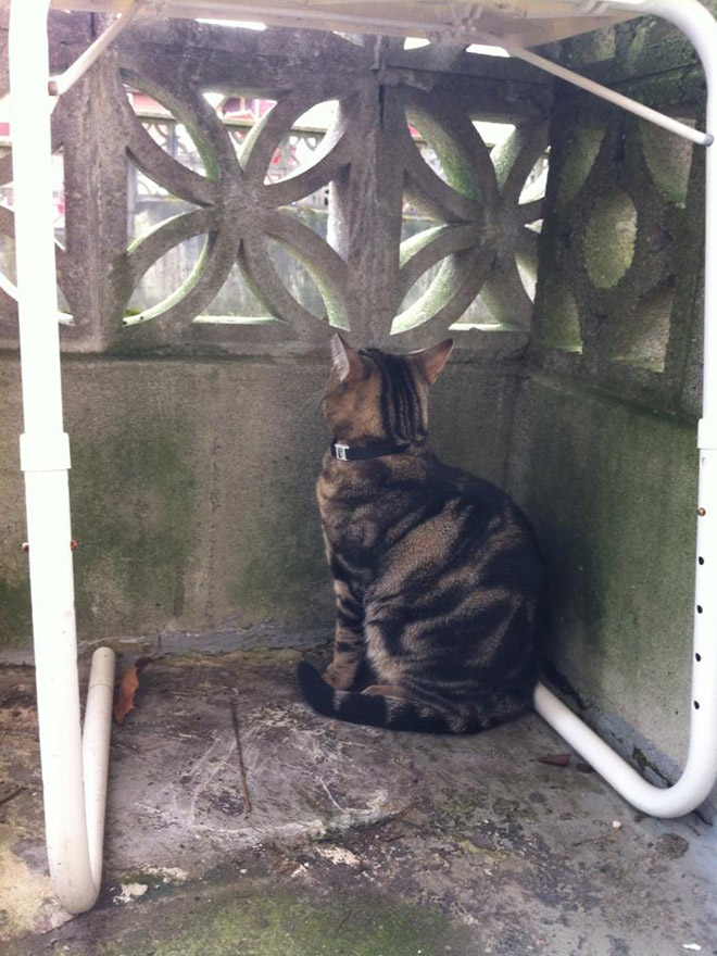полосатый кот за забором