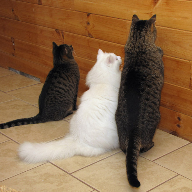 три кота у стены