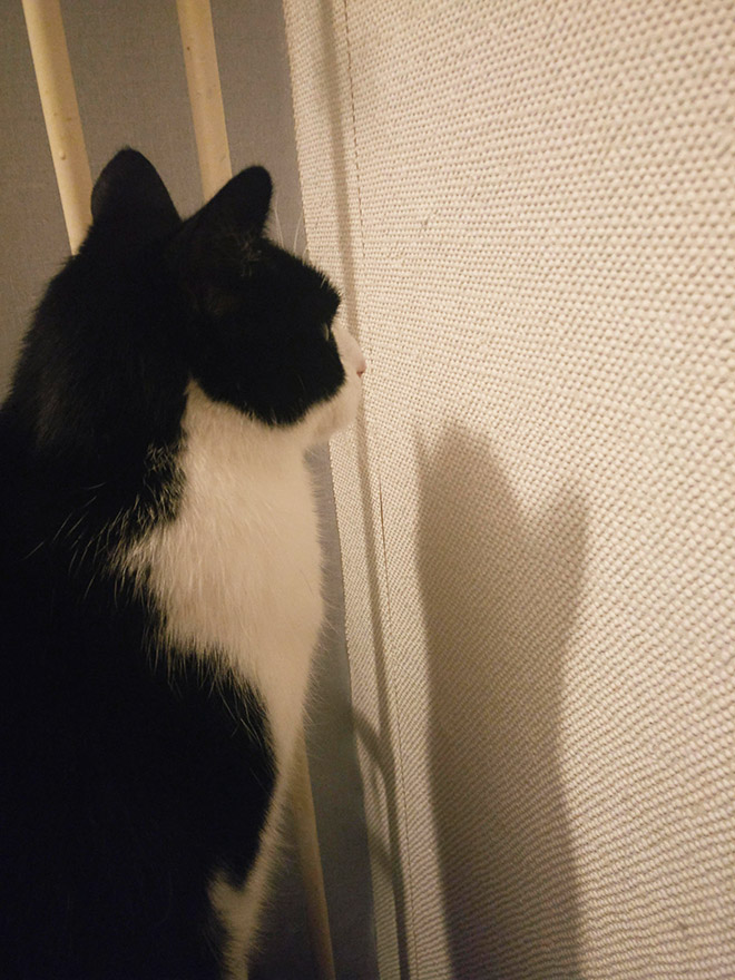 черно-белый кот перед стеной