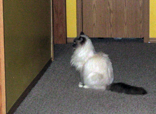 сиамский кот смотрит на стену
