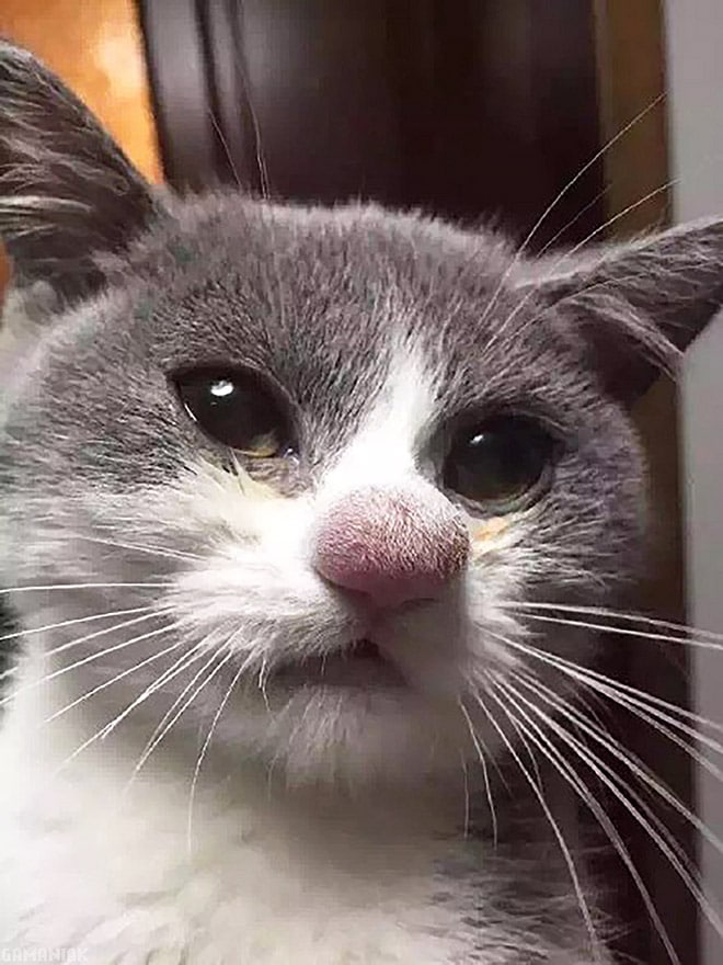 серый кот с распухшим носом