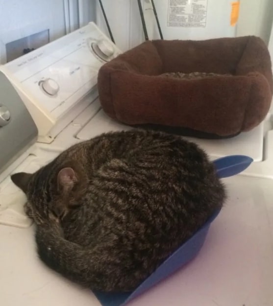 полосатый кот спит в совке