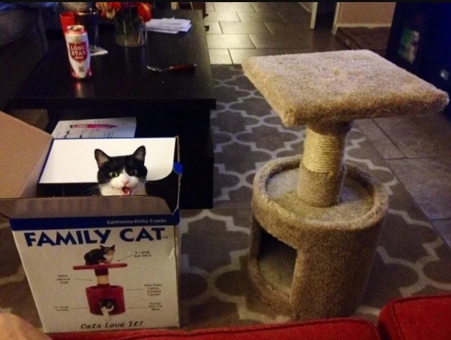 кот сидит в коробке