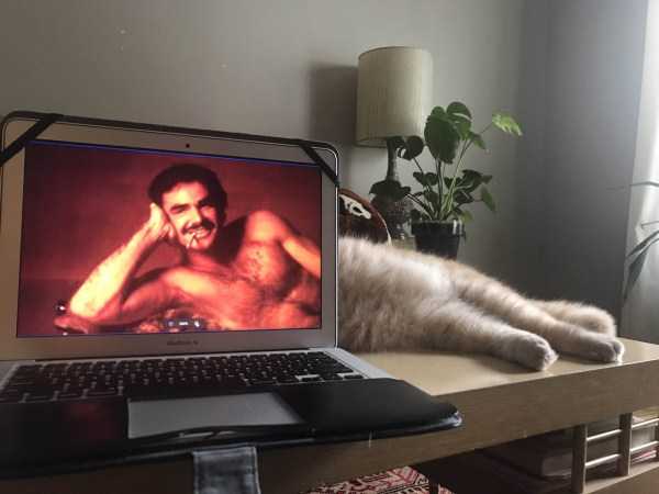 кот лежит за ноутбуком